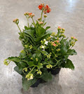 4.5" Kalanchoe Blooming Assortment